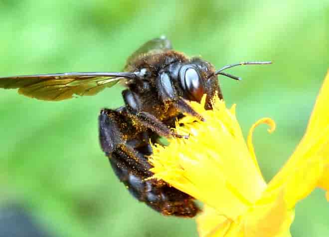 昆虫図鑑・タイワンタケクマバチ